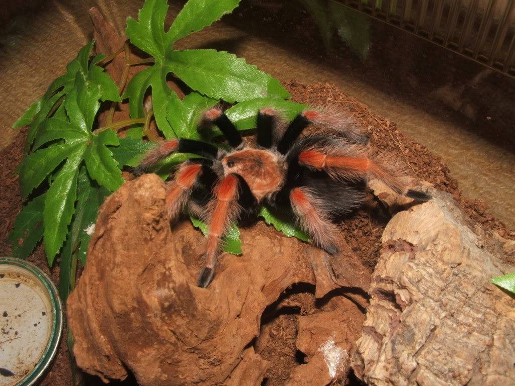 Brachypelma boehmei 002-12