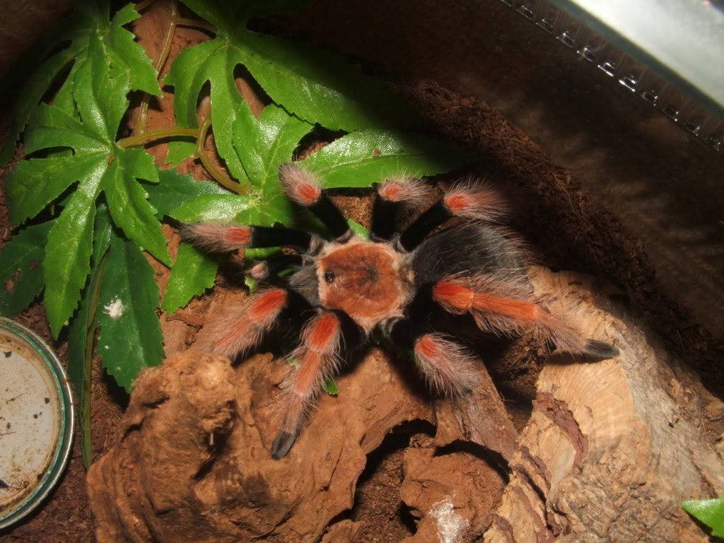 Brachypelma boehmei 003-10