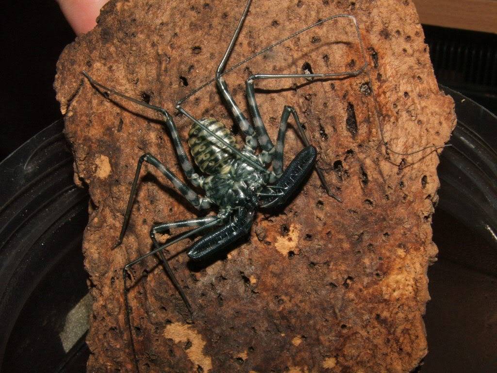 tail-less whip scorpions - amblypigids 003-9