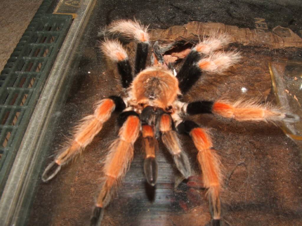 Brachypelma boehmei 0034