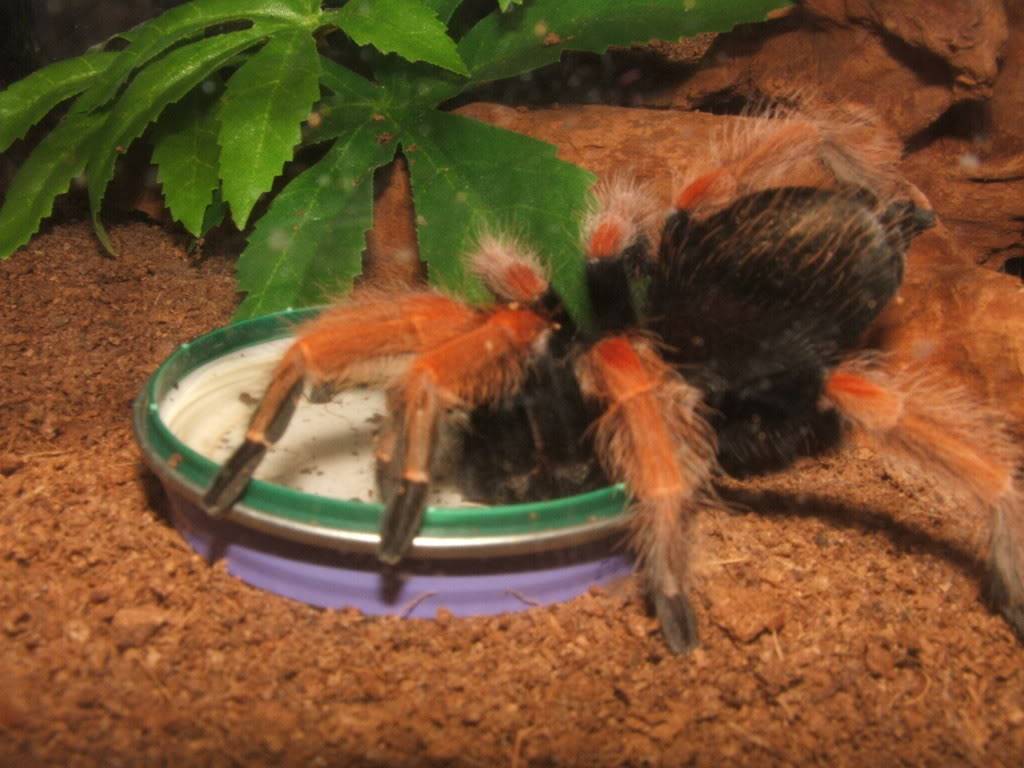 Brachypelma boehmei 005-11