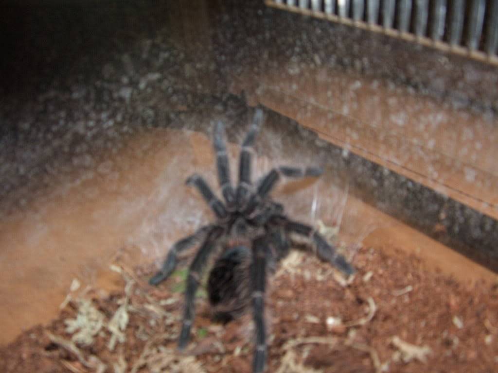 Lasiodora parahybana 005-12