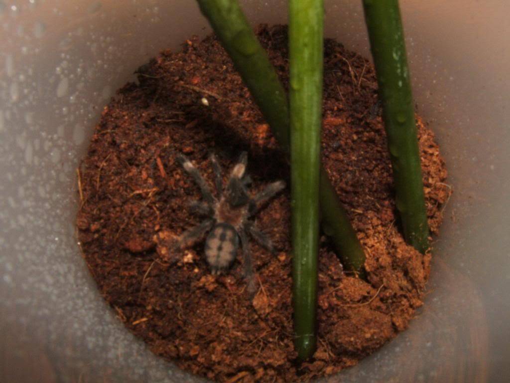 new P. cambridgei's!!! 005-15