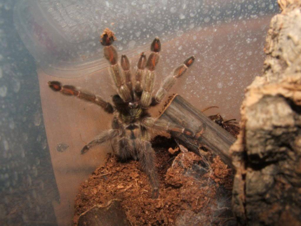 P. cambridgei fresh molt! 005-23