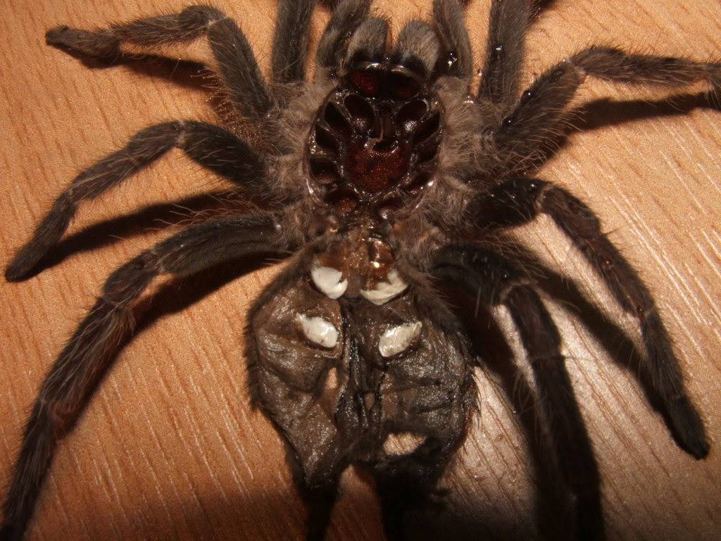 Lasiodora parahybana 006-12