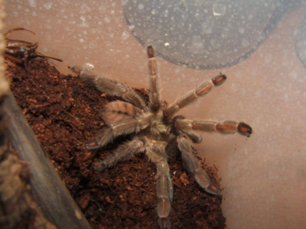 P. cambridgei fresh molt! 007-20