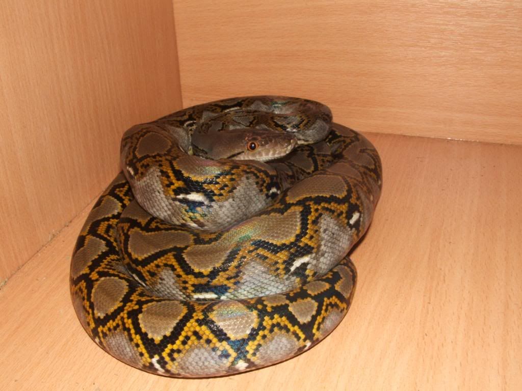 new retic! calico and sun fire parentage!!! 009-9