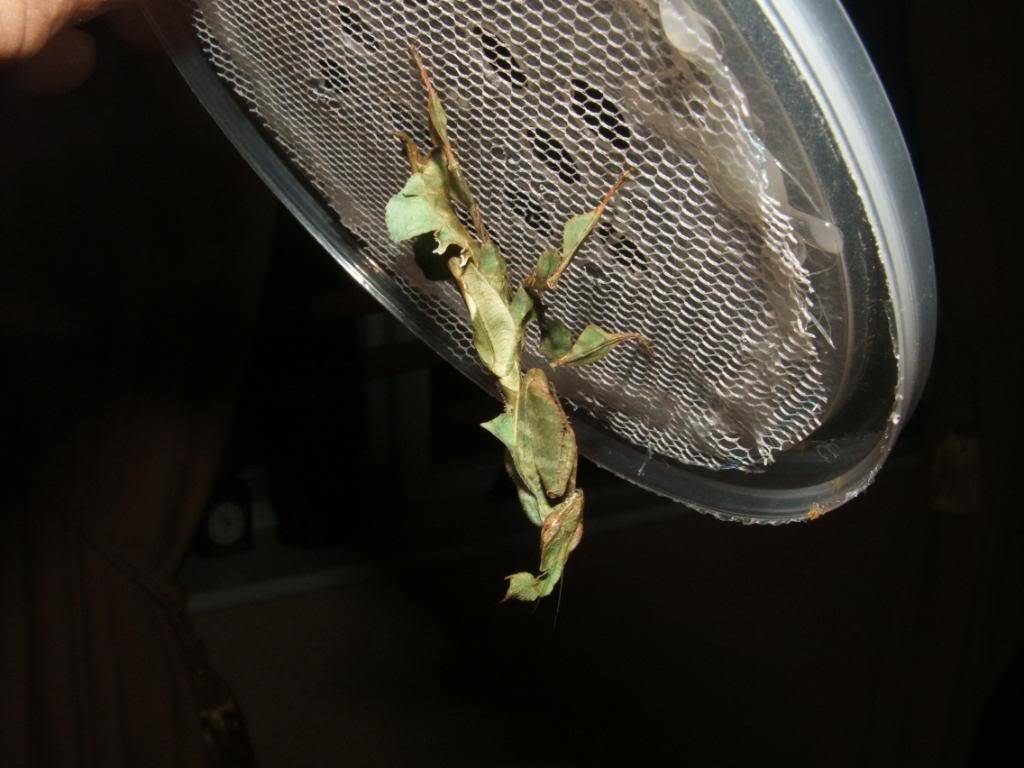 adult female ghost mantis 014-9