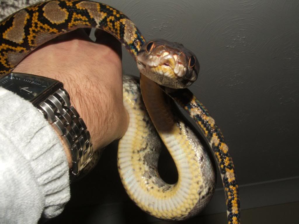 new retic! calico and sun fire parentage!!! 024-3