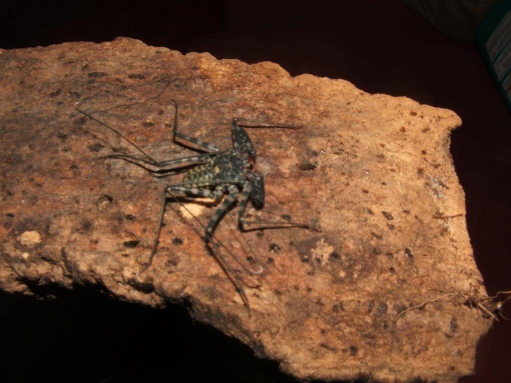 tail-less whip scorpions - amblypigids 061