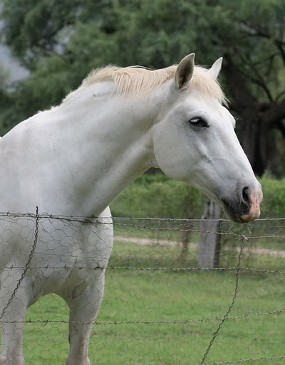 Bijela fantazija White-horse