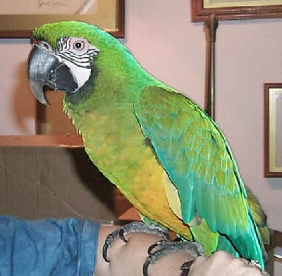 A Ruby Macaw Bluffons