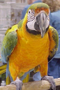 A Ruby Macaw Catalina