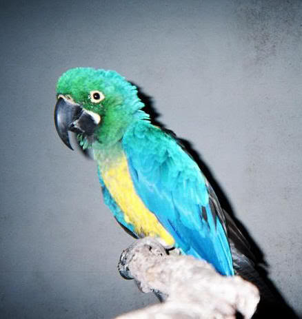 A Ruby Macaw Colashua