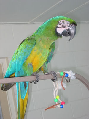 A Ruby Macaw MiligoldMacaw