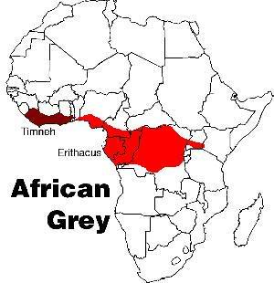 The Congo African Grey Grey-map