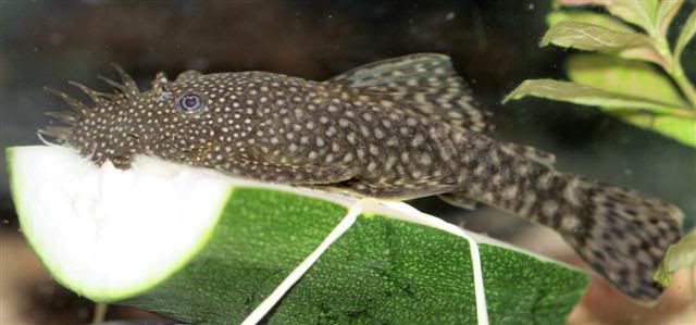 Common bristlenose shots Bb295a4f