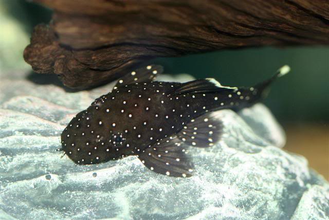 The Peppermint Bristlenose.. IMG_6730Small