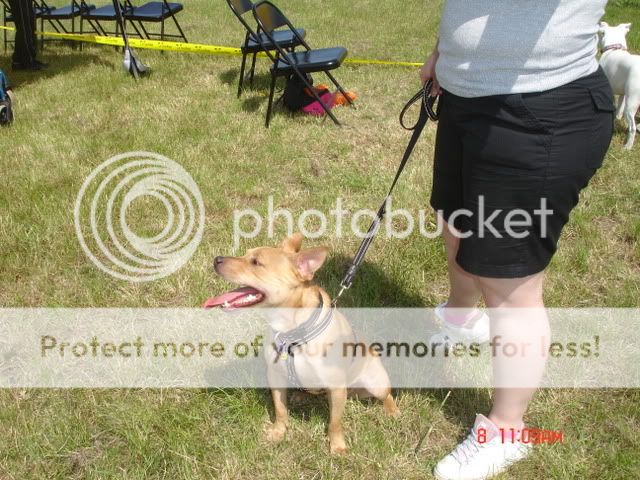 Dogs Trust Fun Day 8/06/08 DSC02190