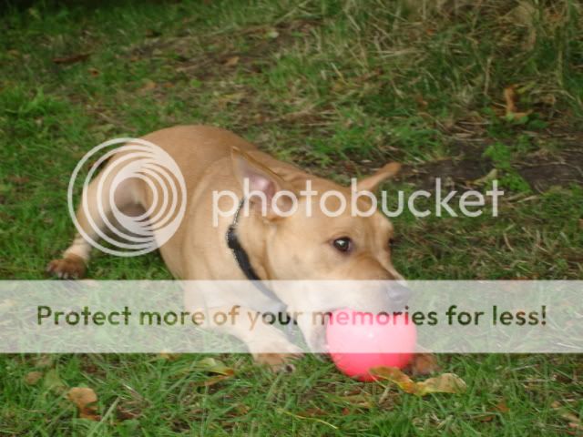 Rocco agility from The Havering Show DSC02377