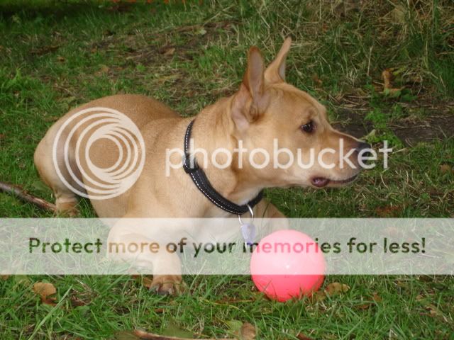 Rocco agility from The Havering Show DSC02378