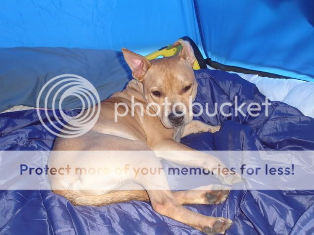 Rocco agility from The Havering Show DSC02387