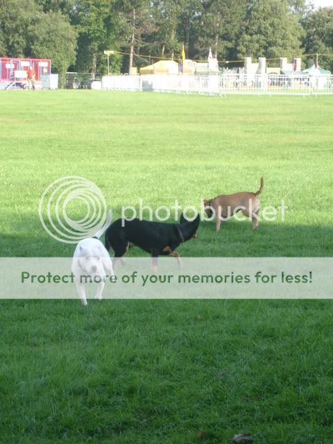 Rocco agility from The Havering Show DSC02408