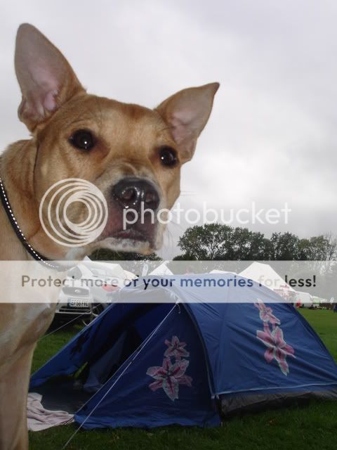 Rocco agility from The Havering Show DSC02446