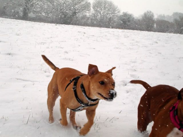 Fun in the snow! DSC02997_edited