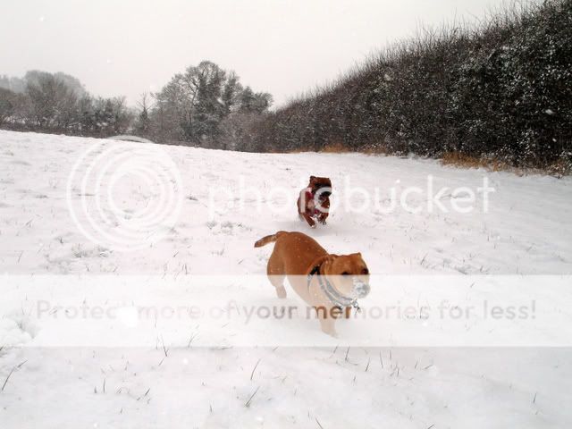 Fun in the snow! DSC03000_edited