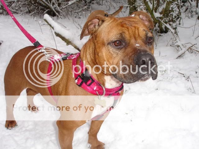 Fun in the snow! DSC03080