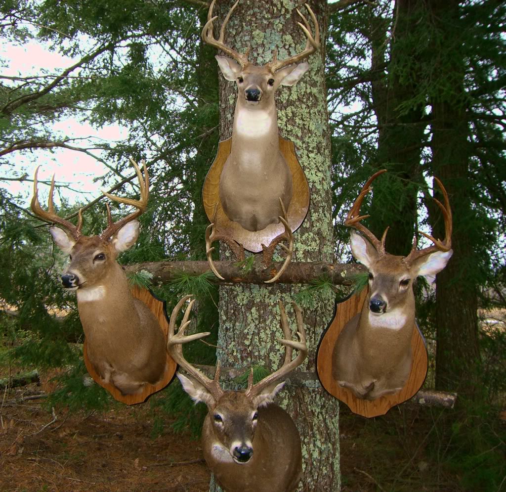 Lets see your deer mounts! Mounts