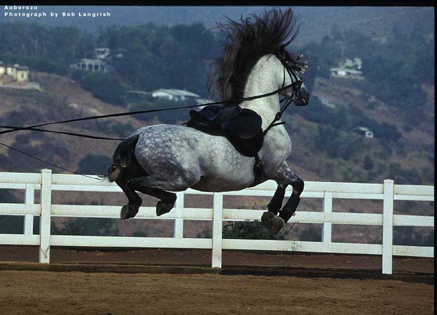 Cullens Horses Andalusian-horse-alborozo-014