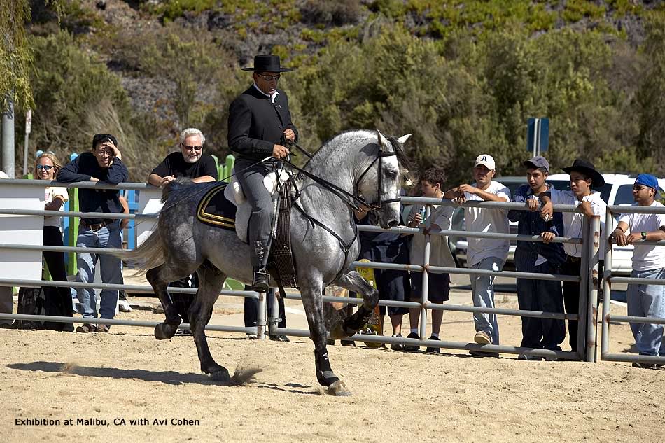 Cullens Horses Andalusian-horse-alborozo004