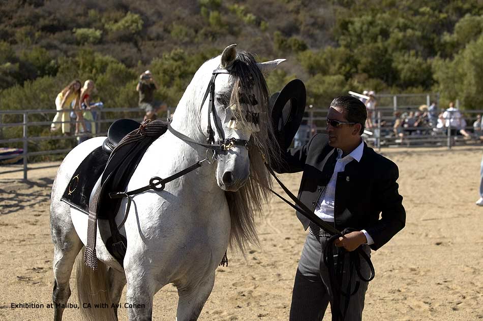 Frostbite is Now Alborozo. The tall mighty, strong stallion. Andalusian-horse-alborozo011