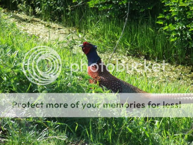 Ausreiten,eine der besten Möglichkeiten die Natur hautnah zu erleben? DSCF1304