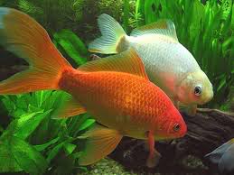Goldfish y sus variedades - Primera Parte  Cometa