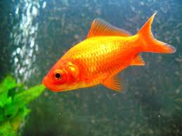 Goldfish y sus variedades - Primera Parte  Comun