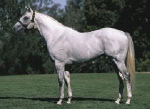 Thoroughbreds HalcyonHawthorneHAL