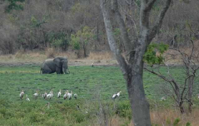 Belles photos d'animaux c'est ici !  Nicotembo3