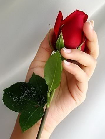 معانى الحريه Rose