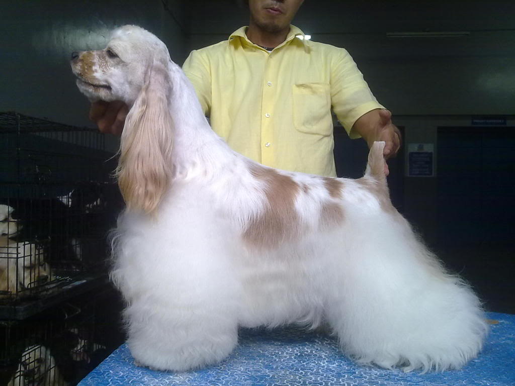 AMERICAN COCKER SPANIELS DITO PO TAYO - Page 15 016