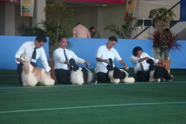 AMERICAN COCKER SPANIELS DITO PO TAYO DSC02844