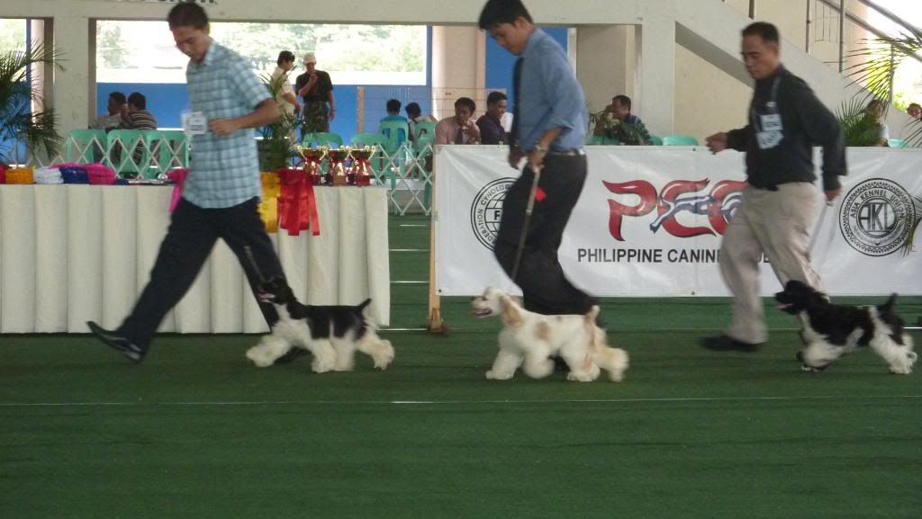 AMERICAN COCKER SPANIELS DITO PO TAYO - Page 11 P1020135