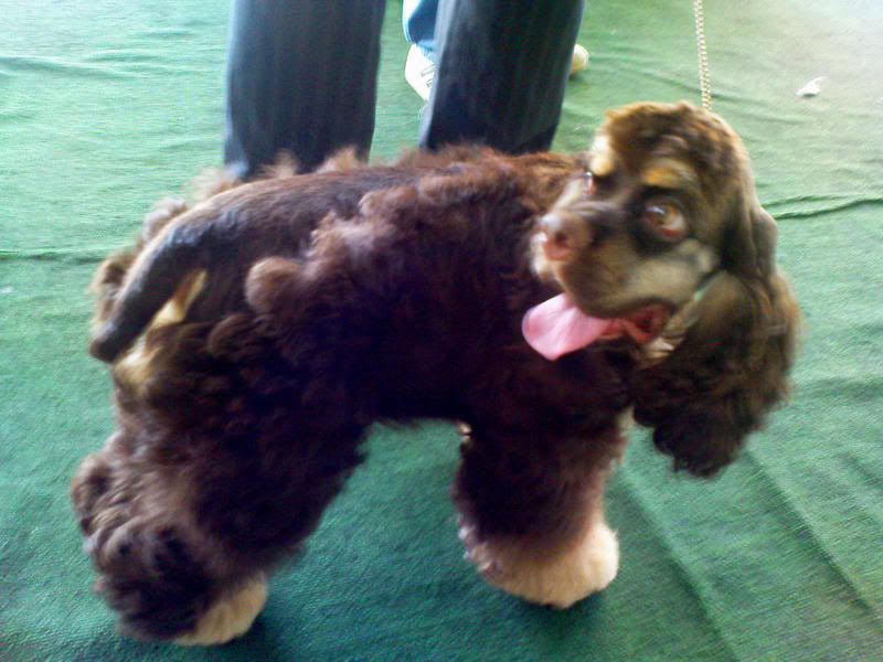 AMERICAN COCKER SPANIELS DITO PO TAYO - Page 14 Cappyvona