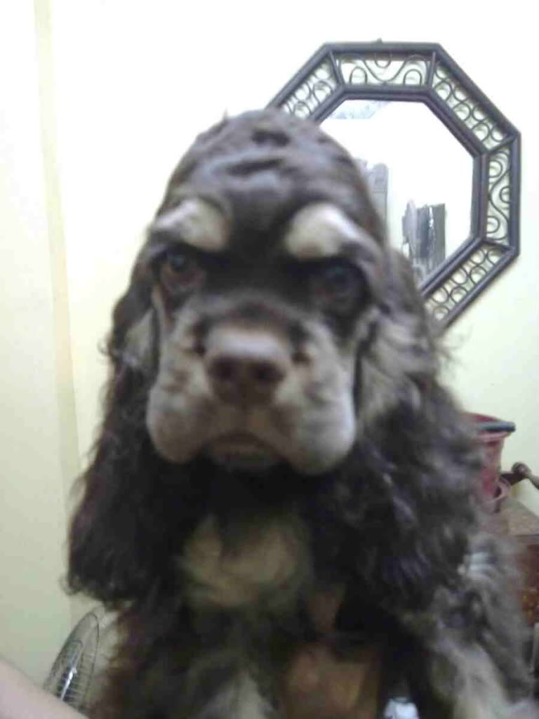 AMERICAN COCKER SPANIELS DITO PO TAYO - Page 15 Chocomalecappy