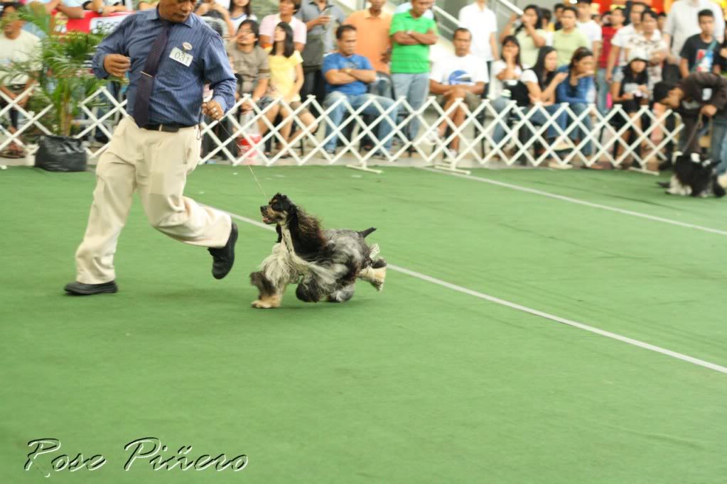 AMERICAN COCKER SPANIELS DITO PO TAYO - Page 16 Clark_sat0139