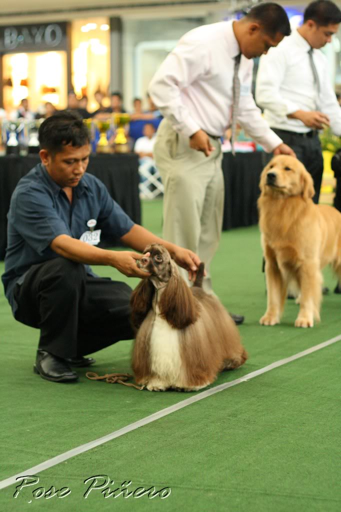 AMERICAN COCKER SPANIELS DITO PO TAYO - Page 16 Clark_sat0186