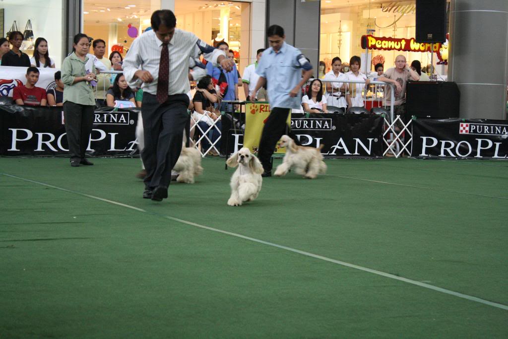 AMERICAN COCKER SPANIELS DITO PO TAYO - Page 8 Clark_sat21