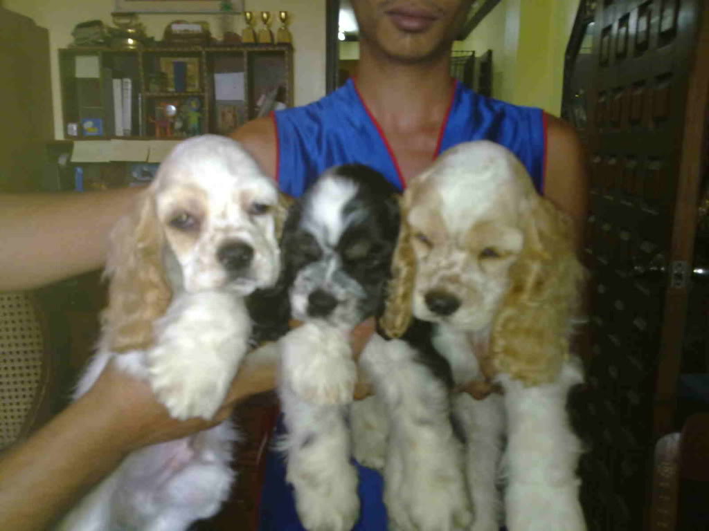 AMERICAN COCKER SPANIELS DITO PO TAYO - Page 13 Copperxprissy